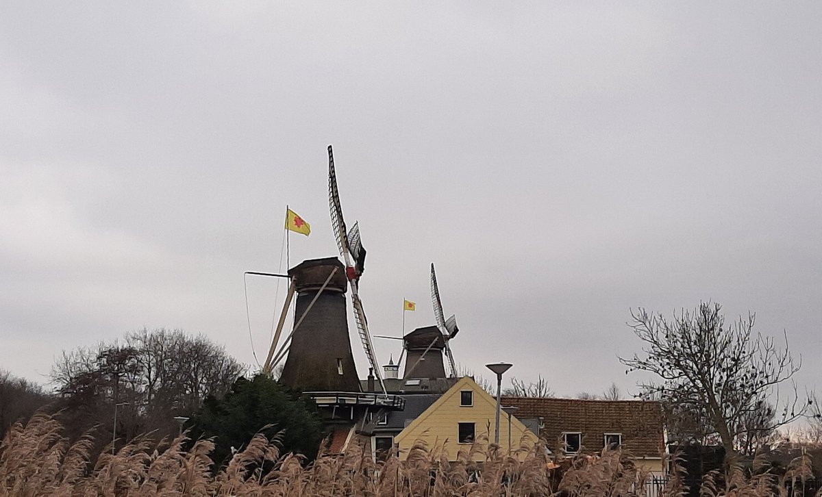 MEKloppenburg's tweet image. Uur gewandeld in het #Kralingse #Bos en langs de #Kralingse #Plas. #Rotterdam #Roffa #Kralingen #sneeuwklokjes #Plasmolens Fijn weekend!