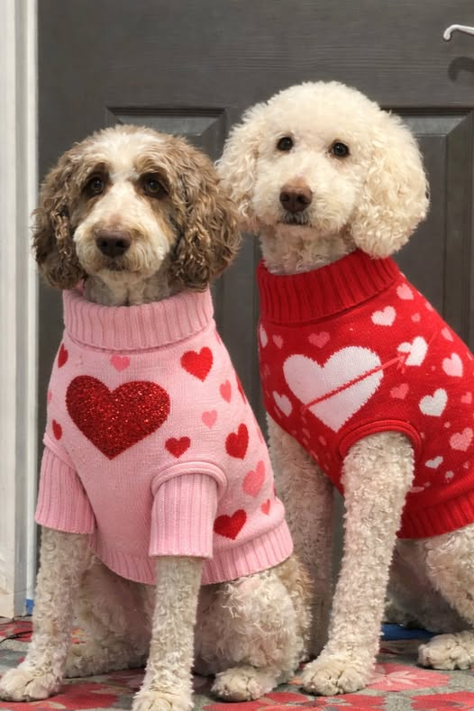 Well, tomorrow is the big day!
Roses are red,
Chocolates are brown,
You're getting neither,
So calm the fluff down 🤭😘
#ValentinesDay