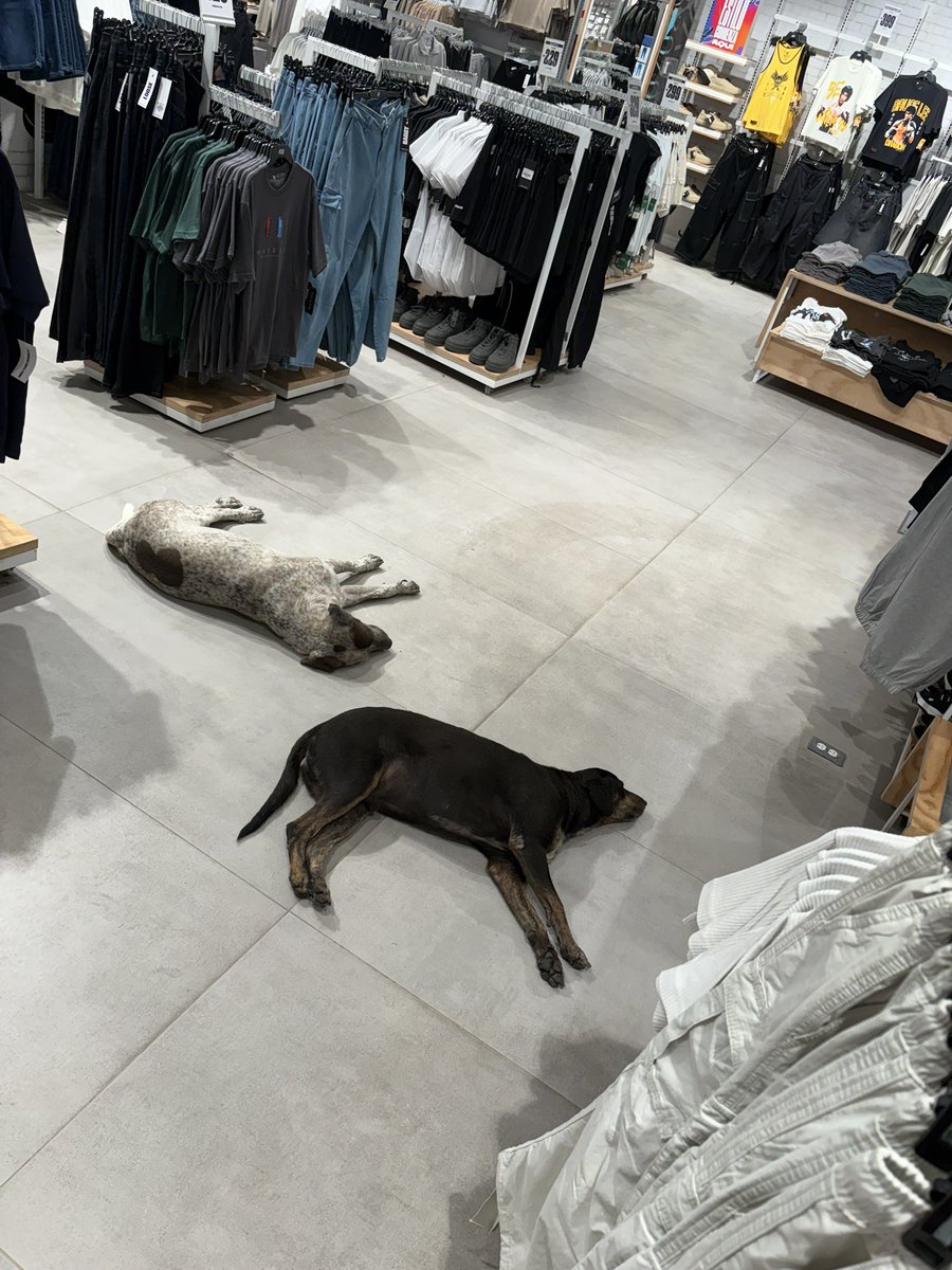 ggrosales's tweet photo. @CCPerro gracias por permitir que estos peludos duerma tranquilos 🥰 https://t.co/8MrItu7tQQ