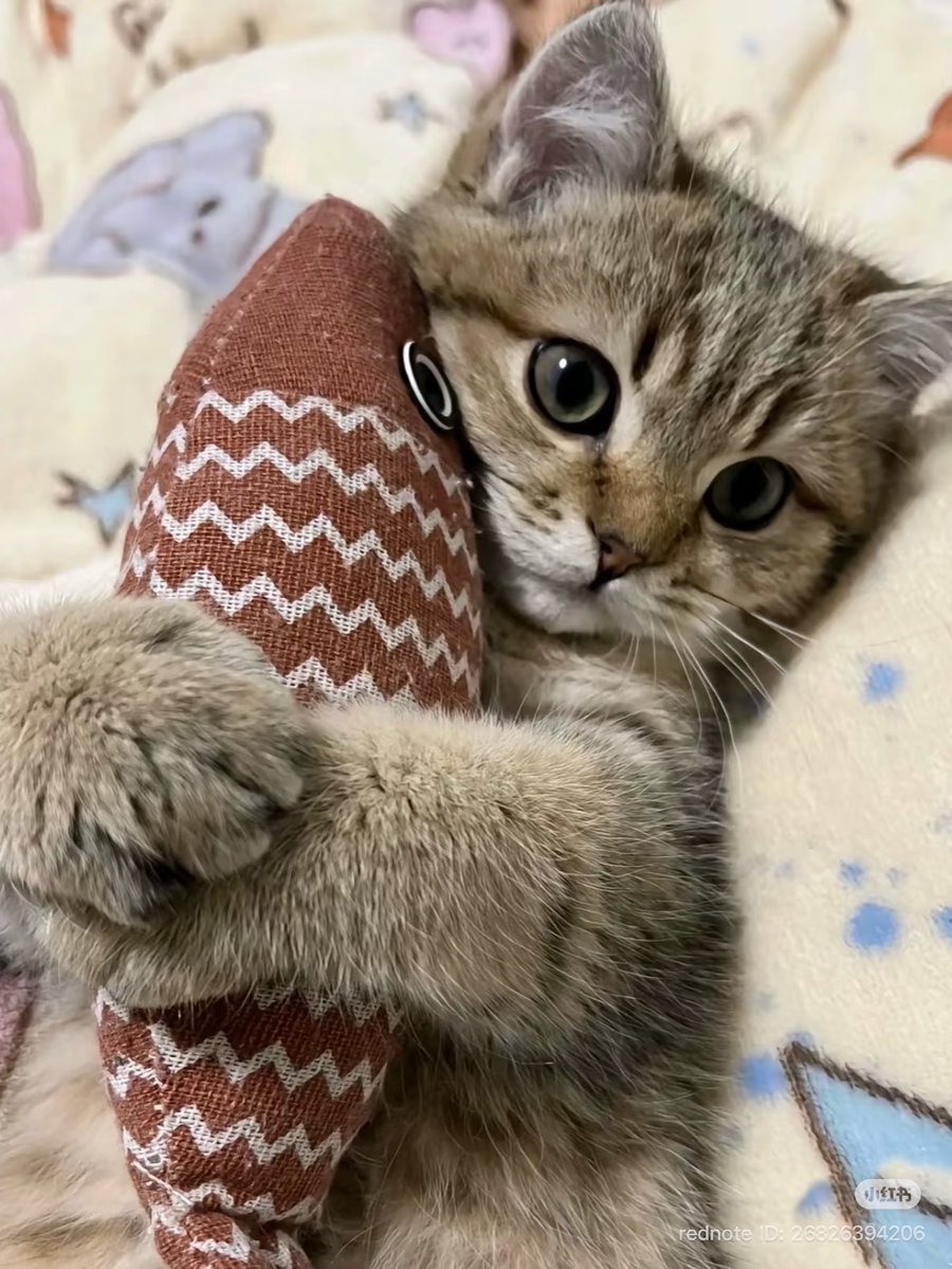 cutest cats (@cutestscats) on Twitter photo 