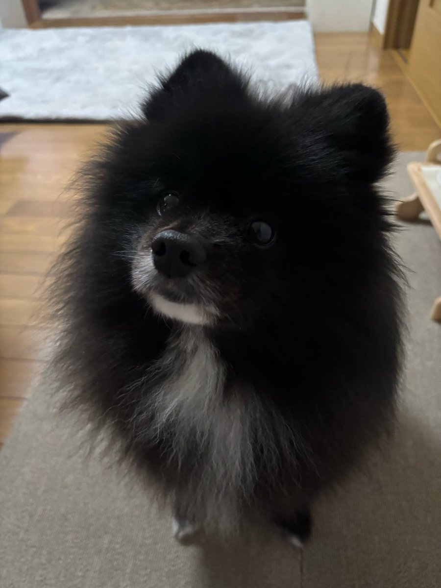 まる(白い靴下履いてるよ) tweet media