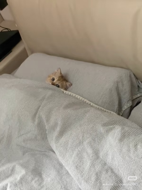 cutest cats (@cutestscats) on Twitter photo 