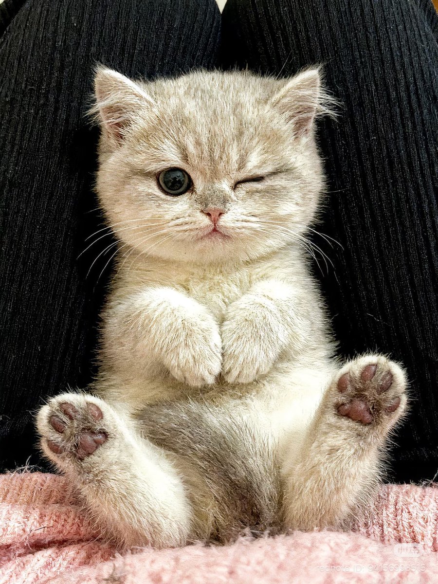 cutest cats tweet media