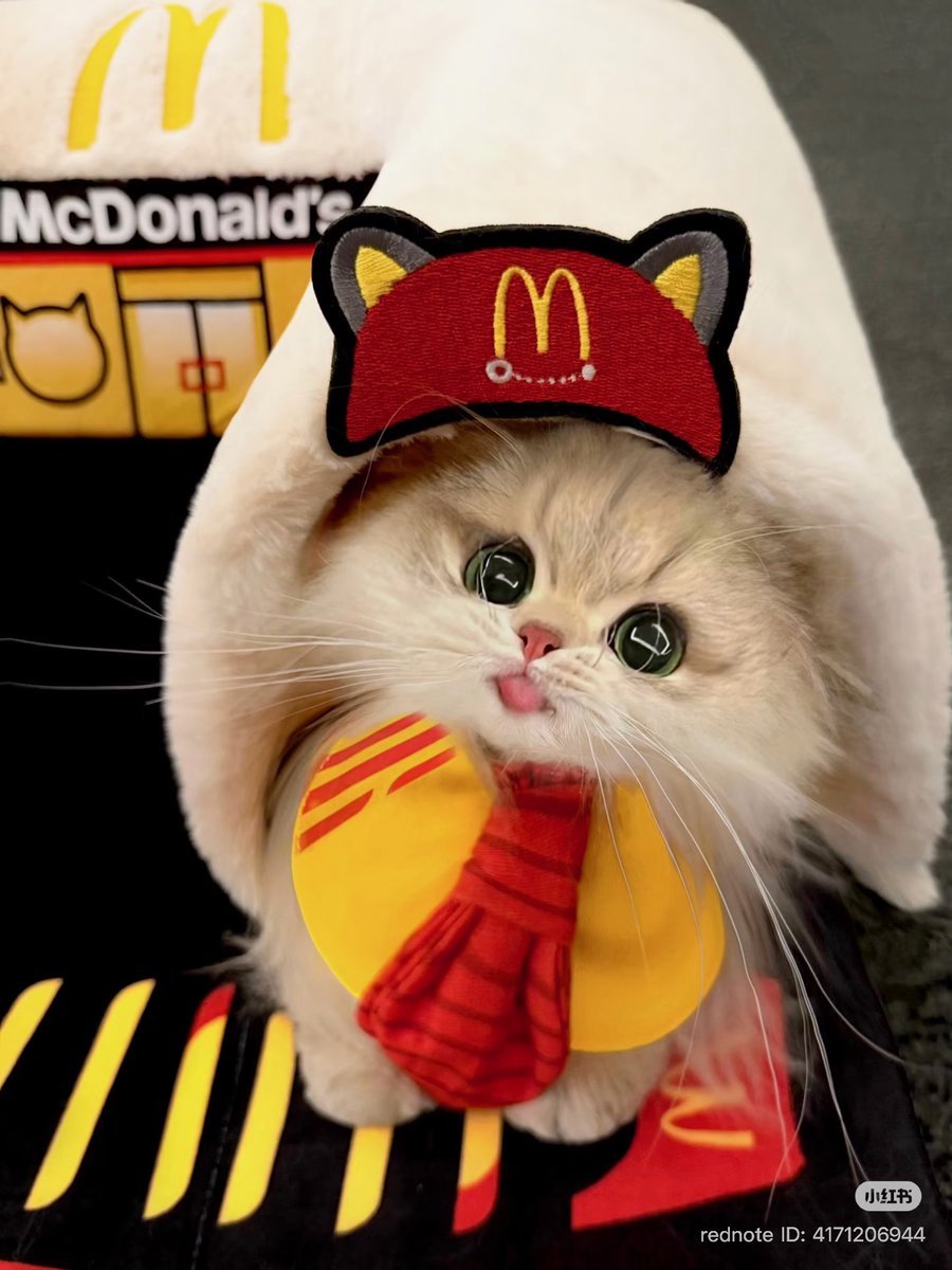 cutest cats tweet media