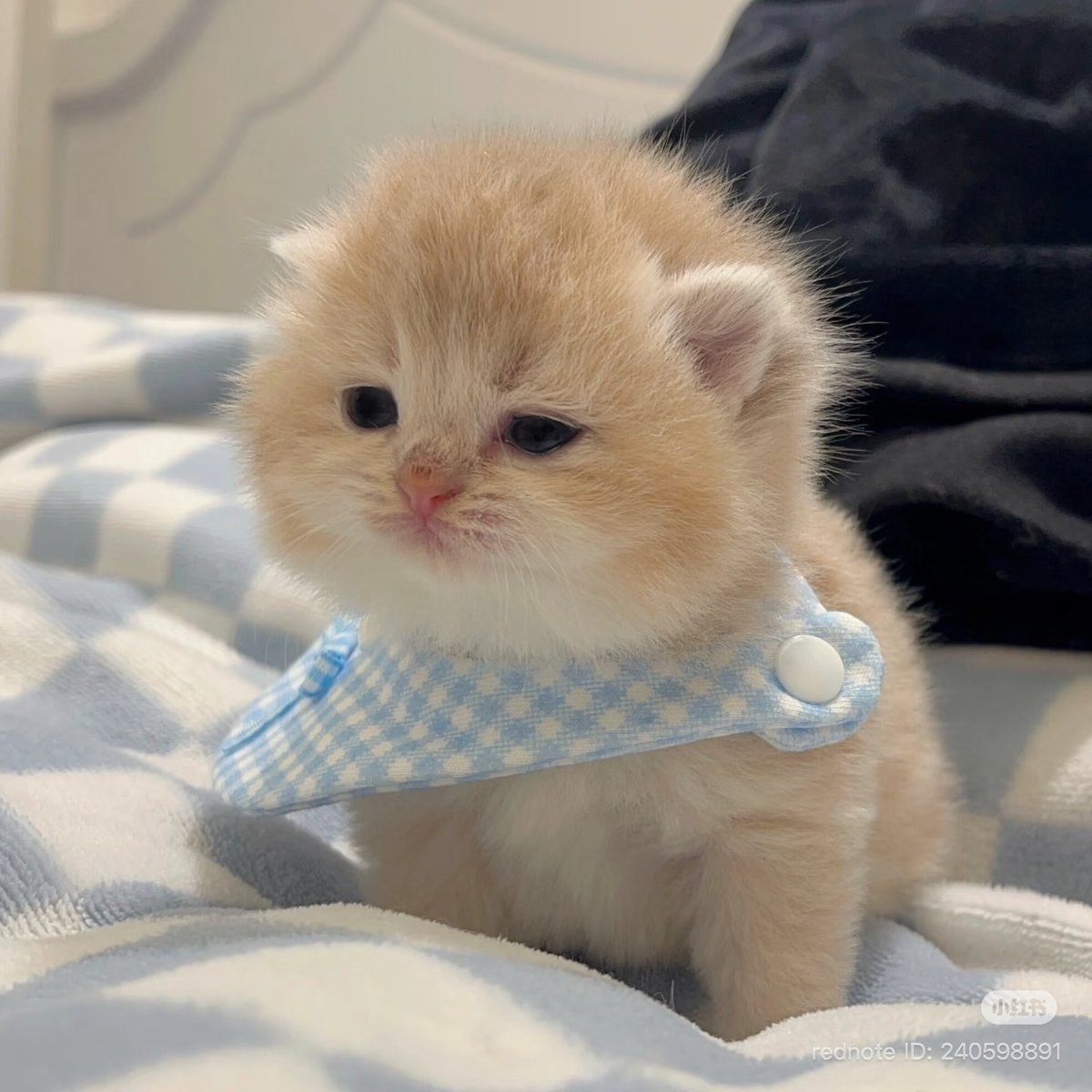 cutest cats tweet media