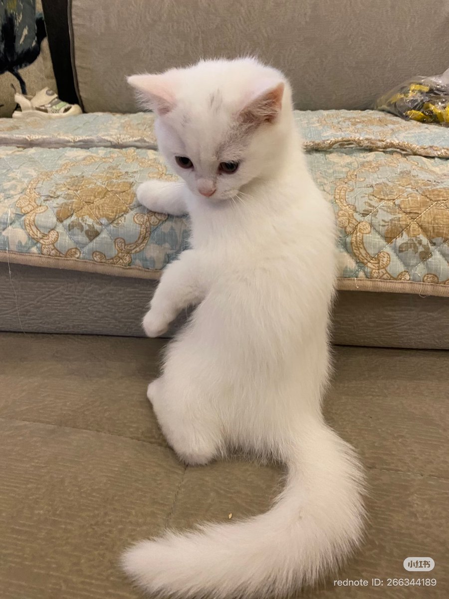 cutest cats tweet media