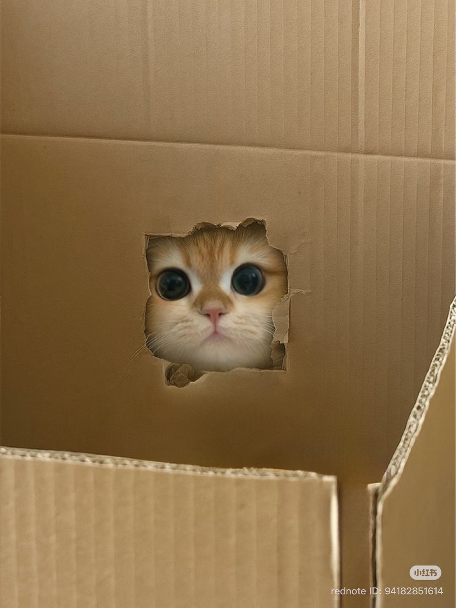 cutest cats tweet media