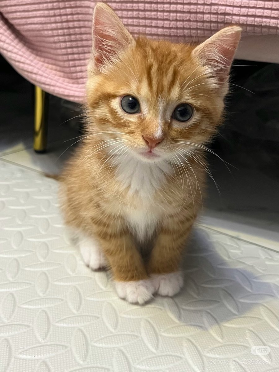 cutestscats's tweet image. 