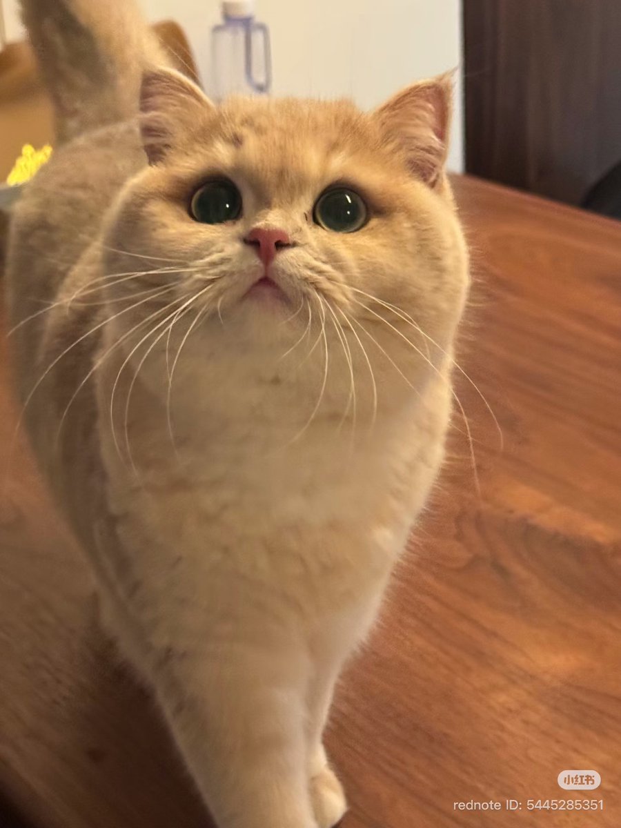 cutest cats tweet media