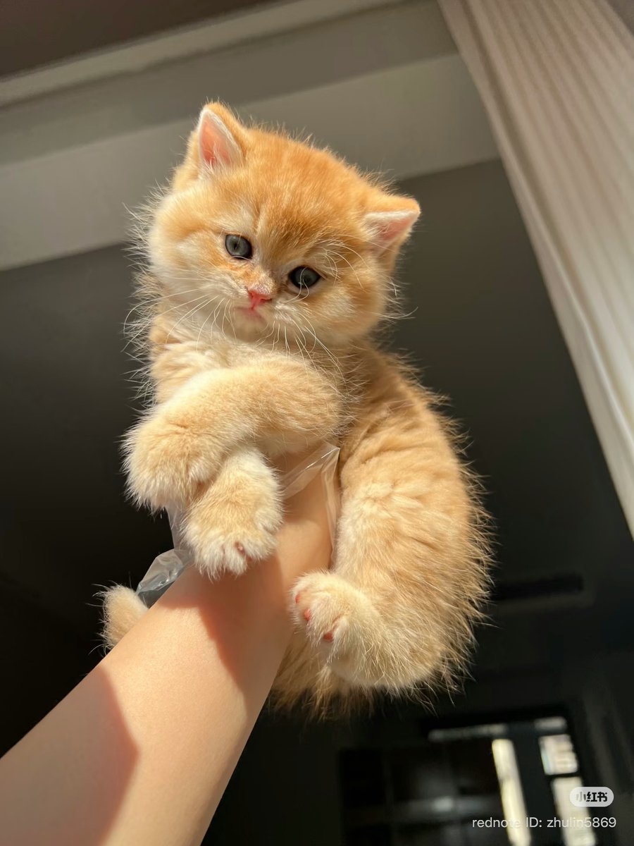 cutest cats (@cutestscats) on Twitter photo 