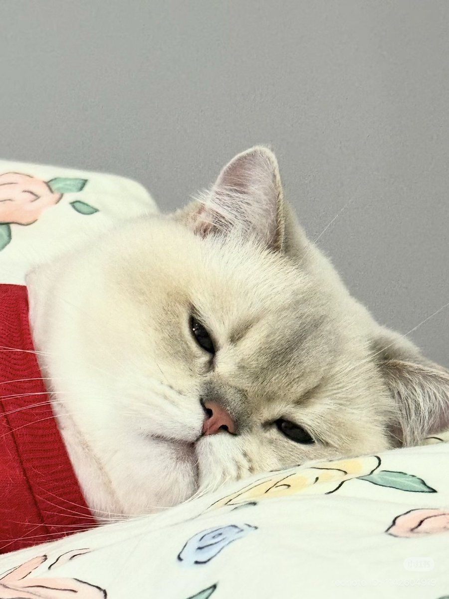 cutest cats (@cutestscats) on Twitter photo 