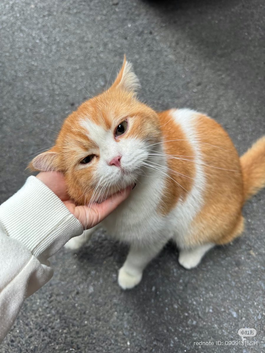 cutest cats (@cutestscats) on Twitter photo 