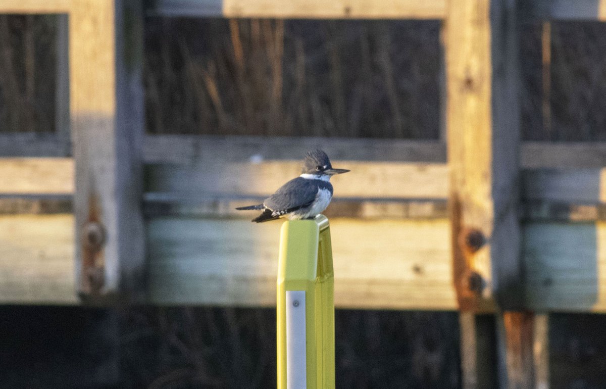 CJMaitland1's tweet photo. diver down
#BirdOfTheDay #DivingForFood #birds #topsailisland #brownpelican #gannet #beltedkingfisher #bonapartesgull #nature #photography https://t.co/UvmJgjZFKu