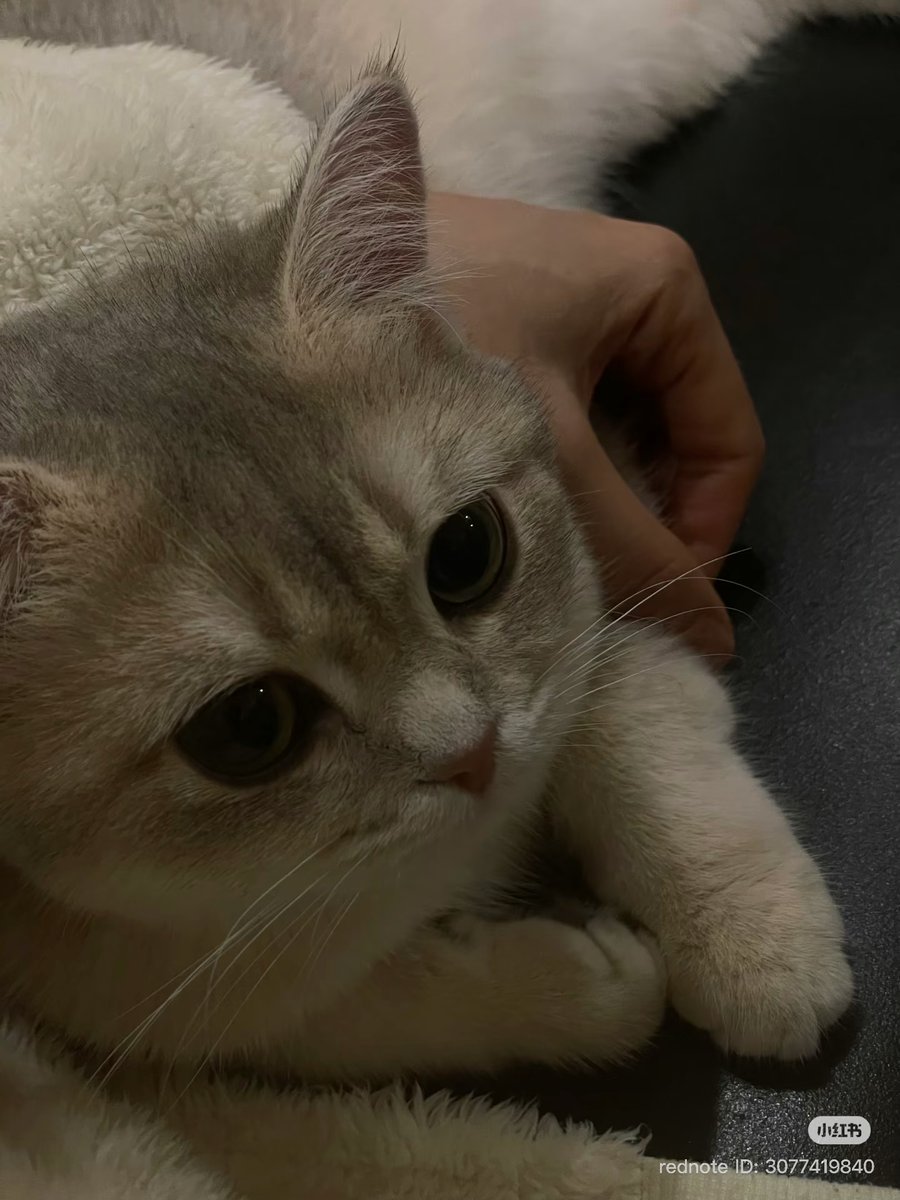 cutest cats tweet media