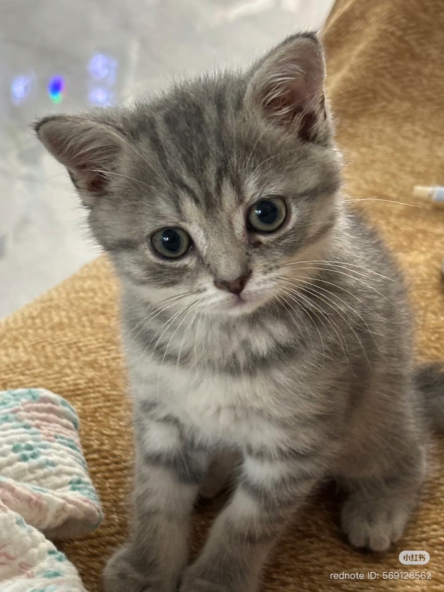 cutest cats (@cutestscats) on Twitter photo 
