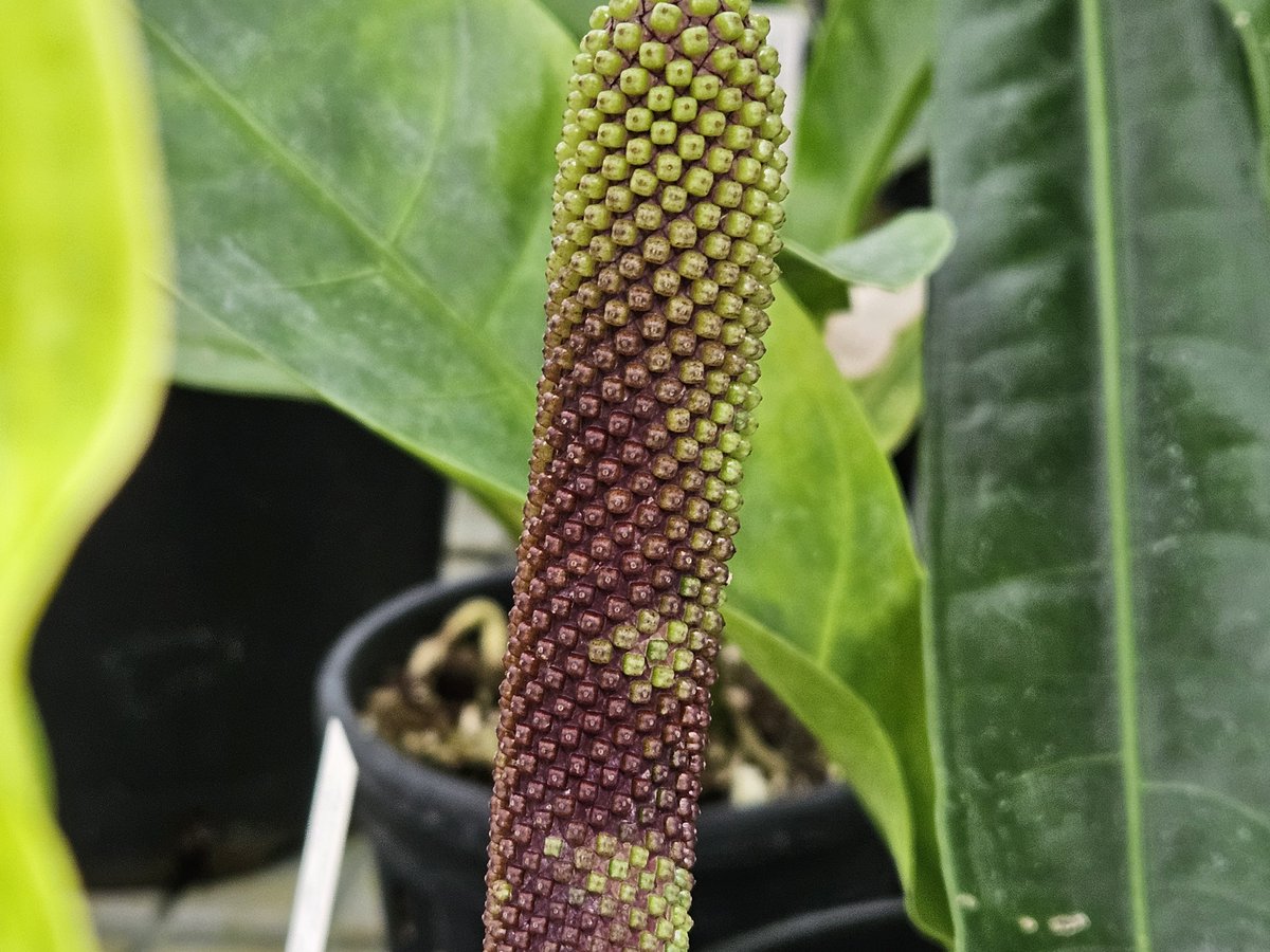 BotankaTeplice's tweet photo. Právě jsme dokončili revizi národní sbírky rodu Anthurium: 210 taxonů, 154 druhů, 513 jedinců, 37 % rostlin původem z přírody. Na tuto sbírku jsme pyšní! https://t.co/w6m4embMuh