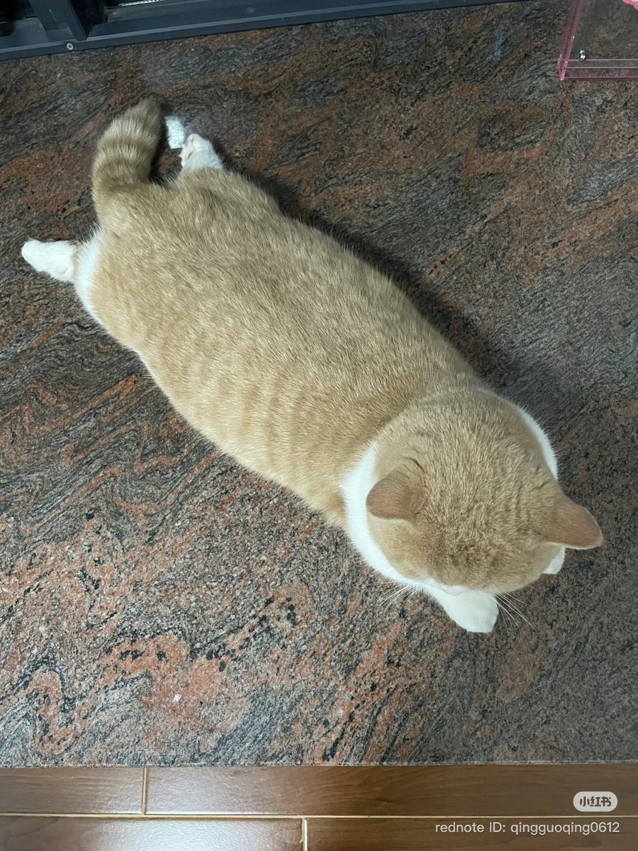 cutest cats (@cutestscats) on Twitter photo 