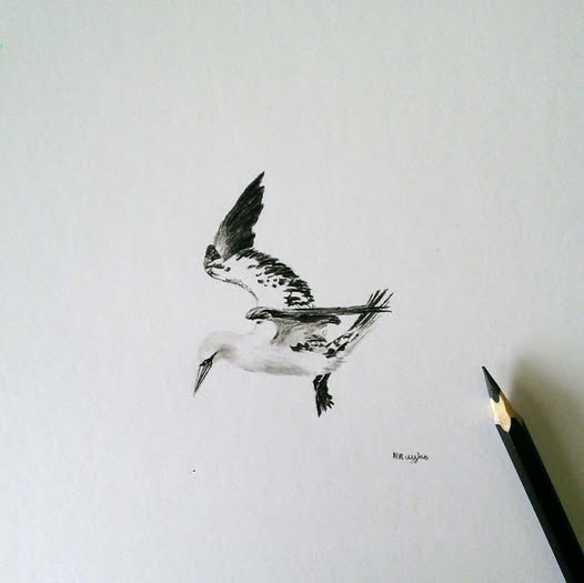 DrawingInDark's tweet image. One of my favourite birds - and my first gannet drawing.
