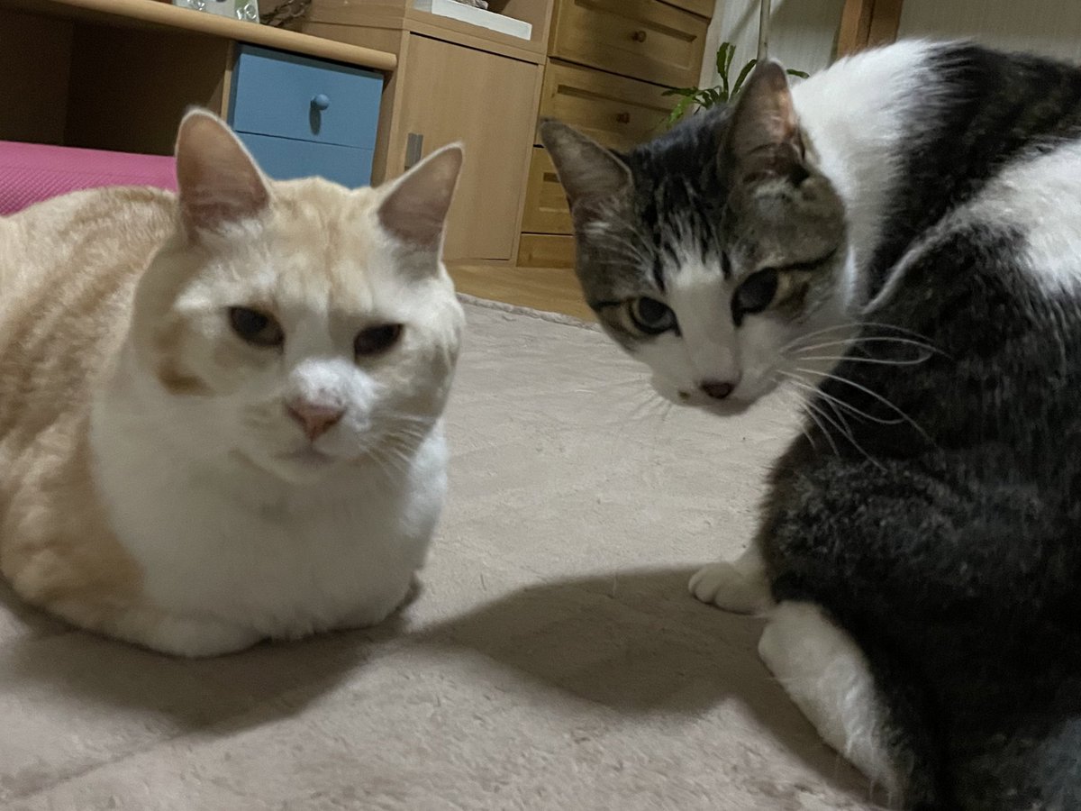 まるいのとシュッとしてるの