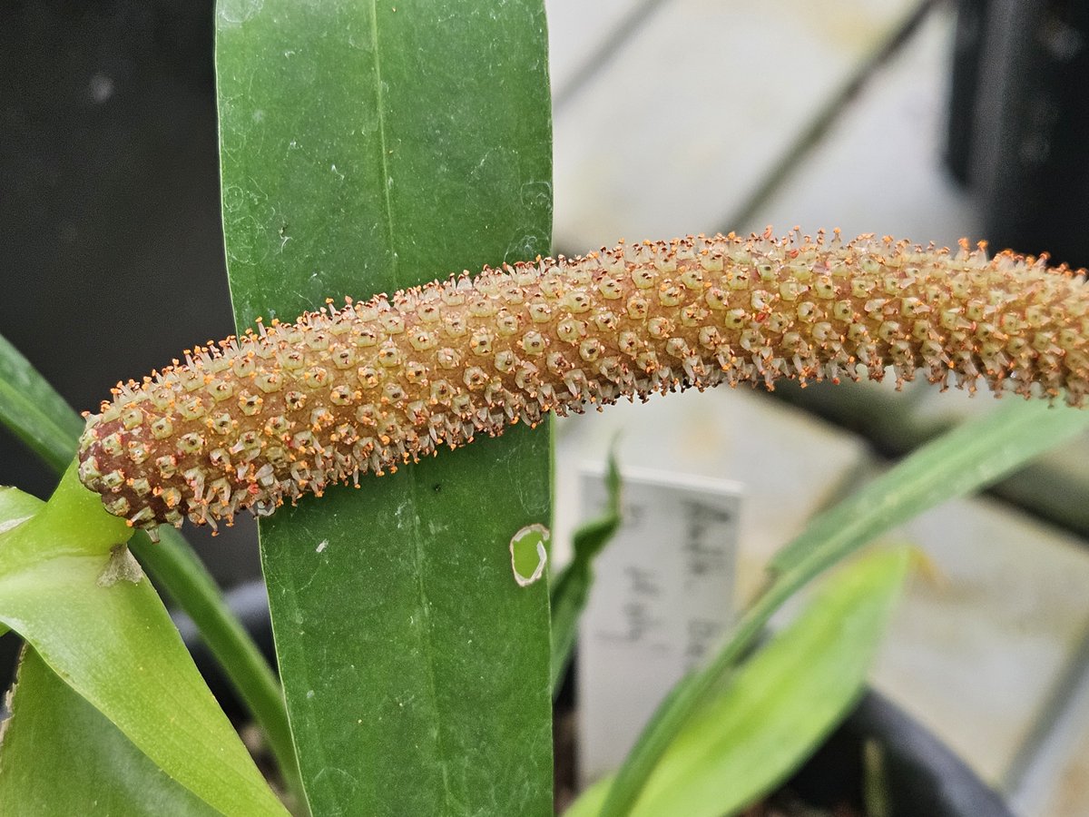 BotankaTeplice's tweet photo. Právě jsme dokončili revizi národní sbírky rodu Anthurium: 210 taxonů, 154 druhů, 513 jedinců, 37 % rostlin původem z přírody. Na tuto sbírku jsme pyšní! https://t.co/w6m4embMuh