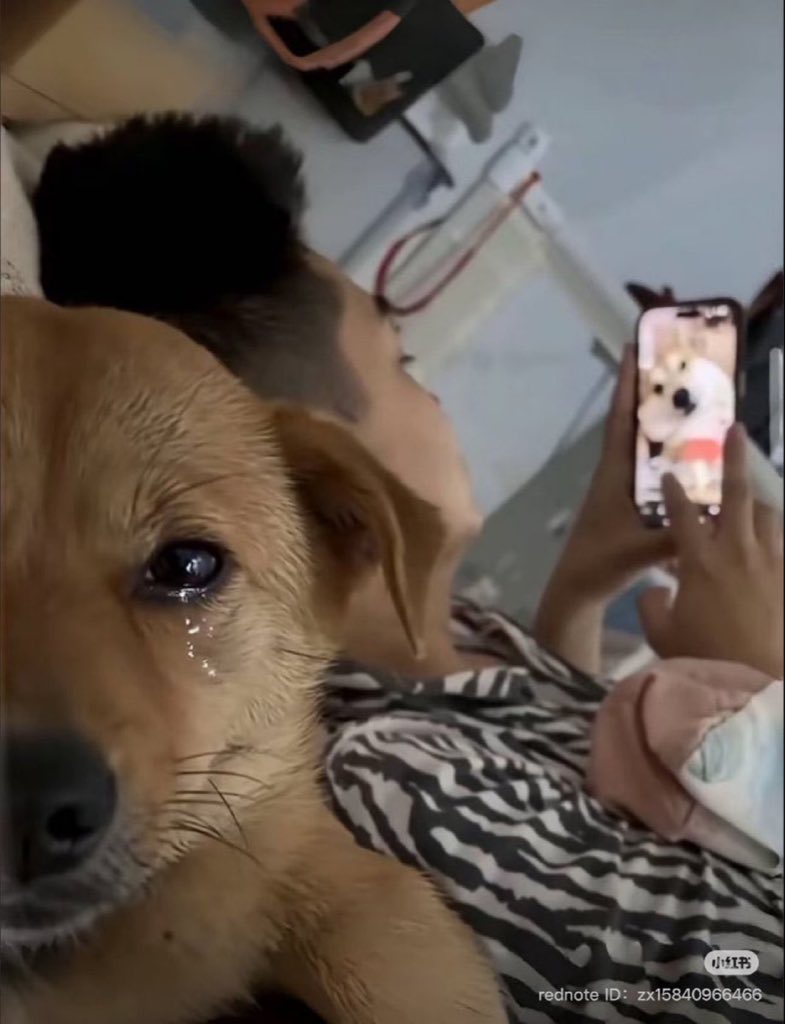 Puppies 🐶 (@puppiesiover) on Twitter photo 