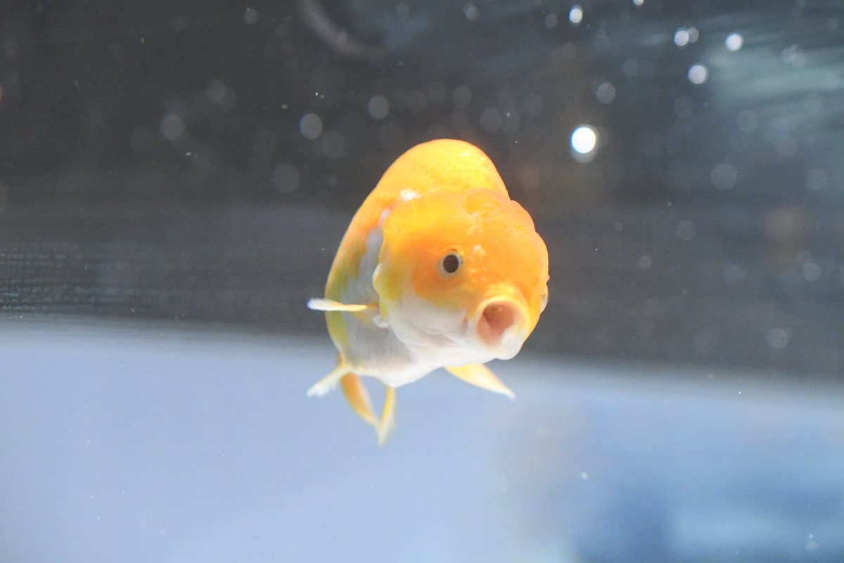 金魚は僕を見て何を思っているのだろう
何も考えてないかもしれないけど
#らんちゅう #蘭鋳 #金魚 #キンギョ #きんぎょ #スマートアクアリウム静岡 2025.11.06
