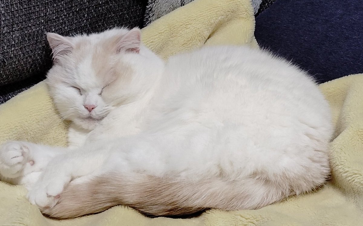 福ちゃん (@fukuchanwhite) / Posts / X