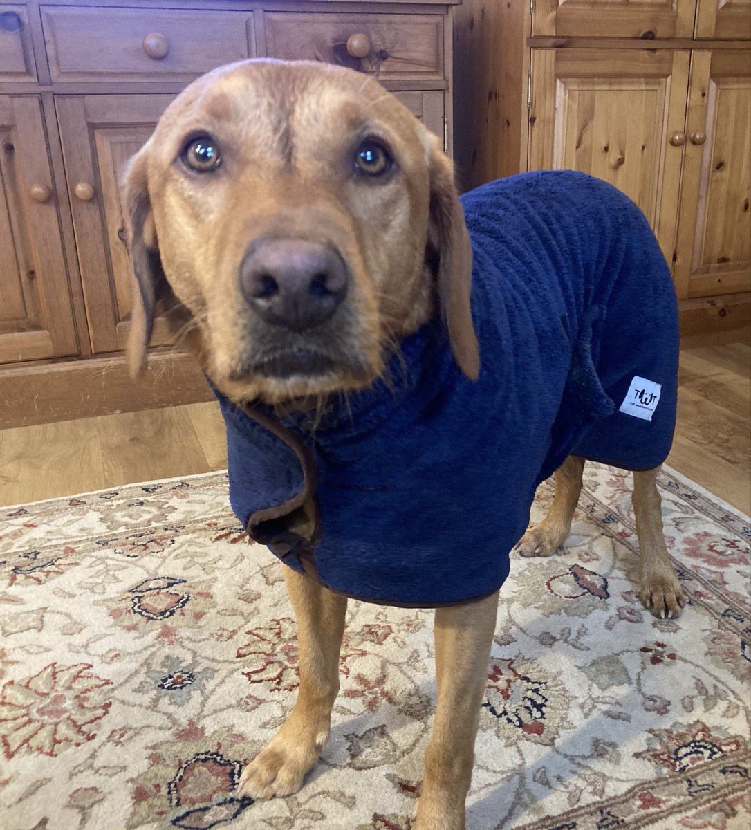 OscartheLab1's tweet photo. What a very wet walk that was! Now snuggling up in my coat 😉🐾 https://t.co/nsbfBiZtu9