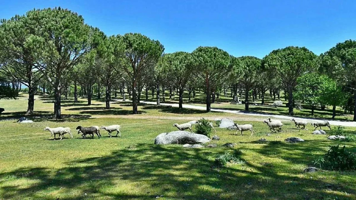 📌 İzmir Bergama’daki 'fıstık çamı deposu' olarak bilinen ve UNESCO Küresel Jeopark Ağı süreci devam eden bölgede, granit ocağı açılmasına yönelik olumlu karar verildi.