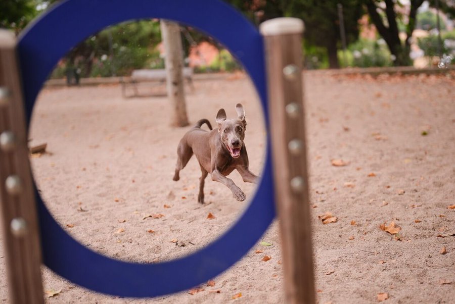 📢 Si tienes mascota 🐶😺te interesa conocer la legislación sobre animales domésticos del Ayuntamiento de Madrid

✅ Normas para propietarios y tenedores: obligaciones, prohibiciones, documentación y circulación en la vía pública 
👉informate.madrid.es/n7fjk17