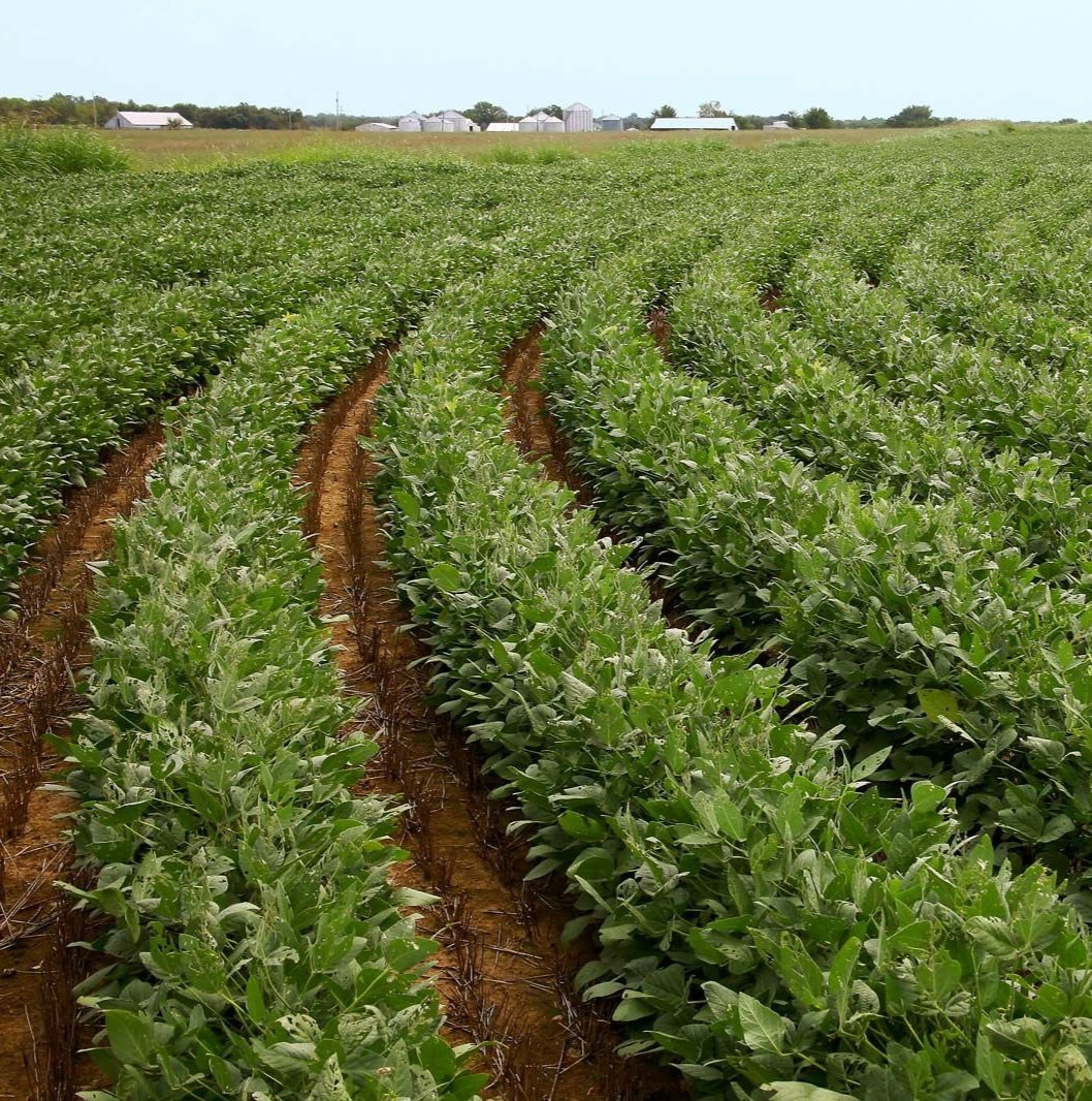 Walk through a well-managed cattle pasture:

Plant species: 40-50+ types of grasses (fescue, ryegrass, timothy, orchardgrass, bromegrass), 20+ forbes (clover, chicory, plantain), native wildflowers

Root systems: Some shallow (2-3 inches), some deep (6-10 feet), creating soil