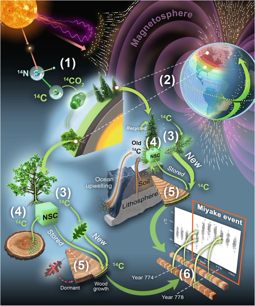 New Phytologist tweet media