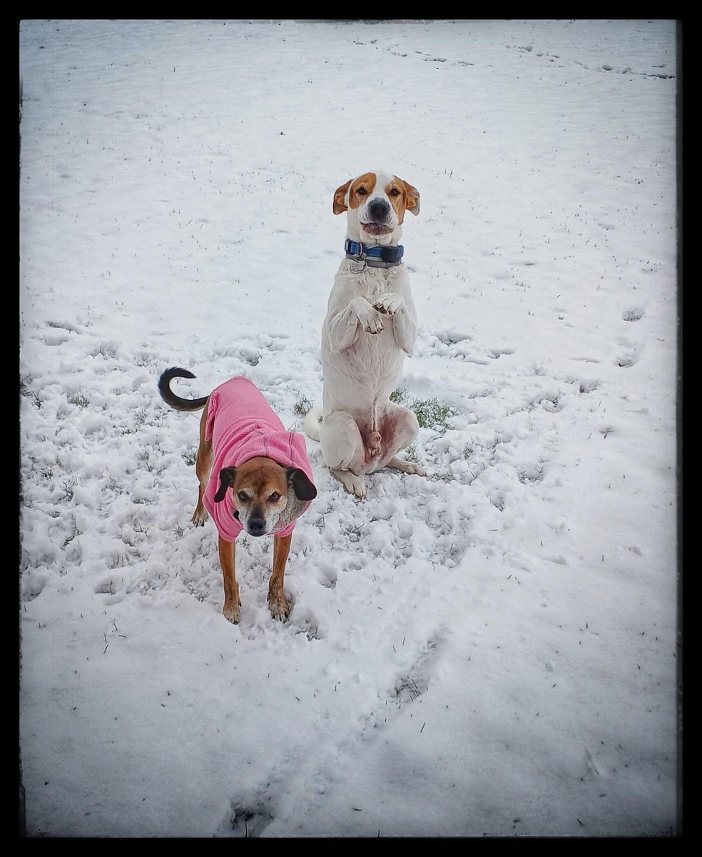 WoofPack Trails tweet media