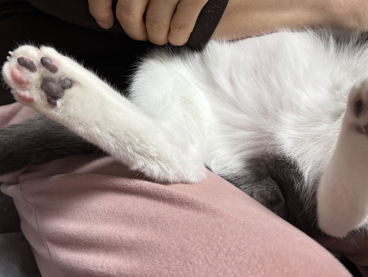 엄마한테 안긴 고양이 보실 분
젤리는 딸기 초코 반반이고 배는 은은한 분홍색임