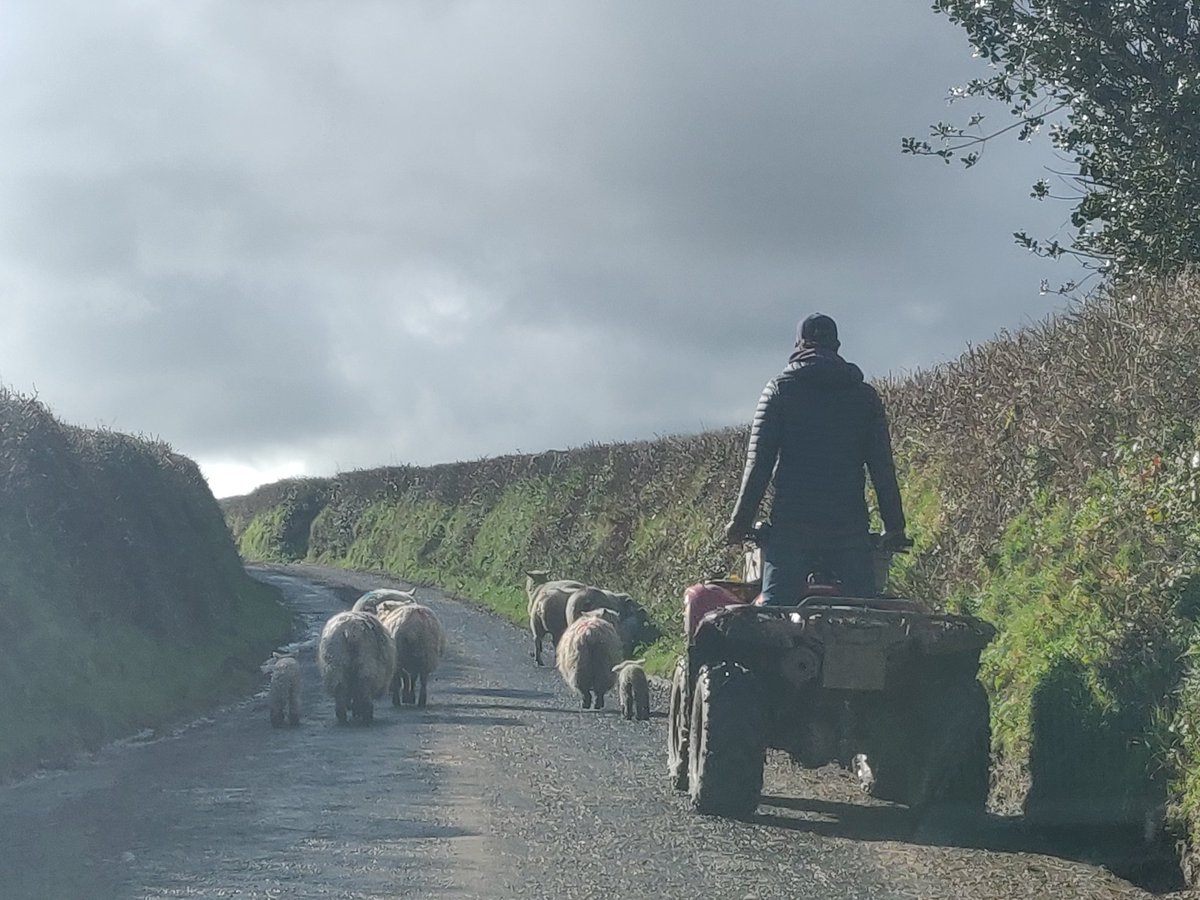 NeatyC's tweet photo. When your shortcut isn't!
Nice to see the lambs.
#MovingFields https://t.co/F450M7ltJN