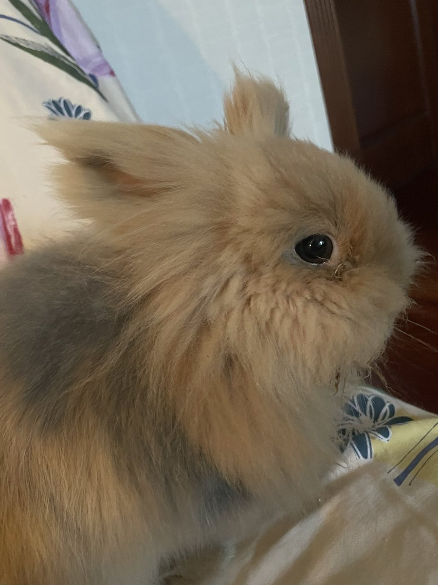 залишилось 2 682,84 грн до закриття баночки і розіграшу шести призів! закиньте по дві гривні, шоб кроличка не сумувала 🥺

send.monobank.ua/jar/8X6kn21SEU