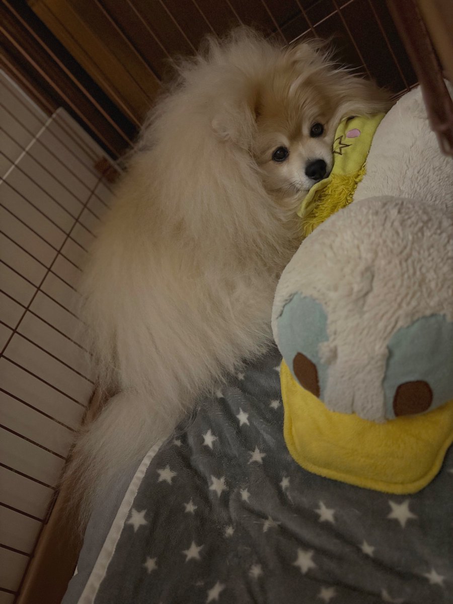 妖(よう) (@snow_white_999) / Posts / X