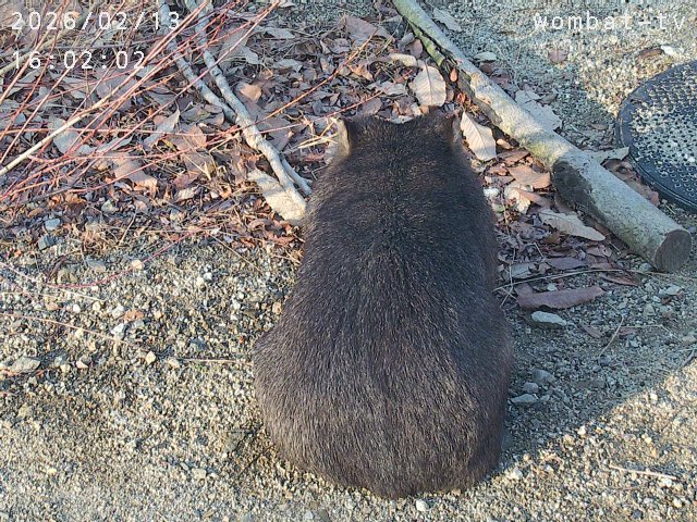 まだ遊びたいな〜。
#ウォンバット　#五月山動物園