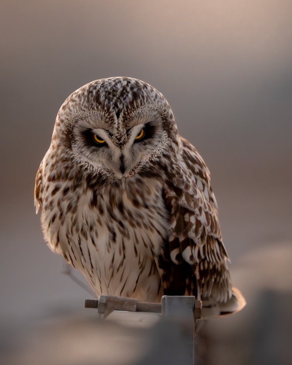 コミミズク🦉

Nikon Z9
NIKKOR Z600㎜　f/4 TC VR-S