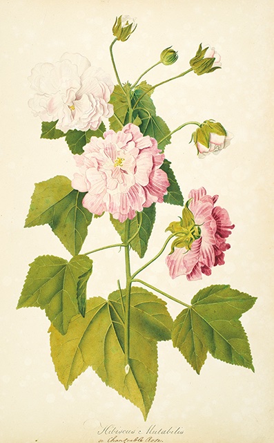 Hunt Institute for Botanical Documentation tweet media