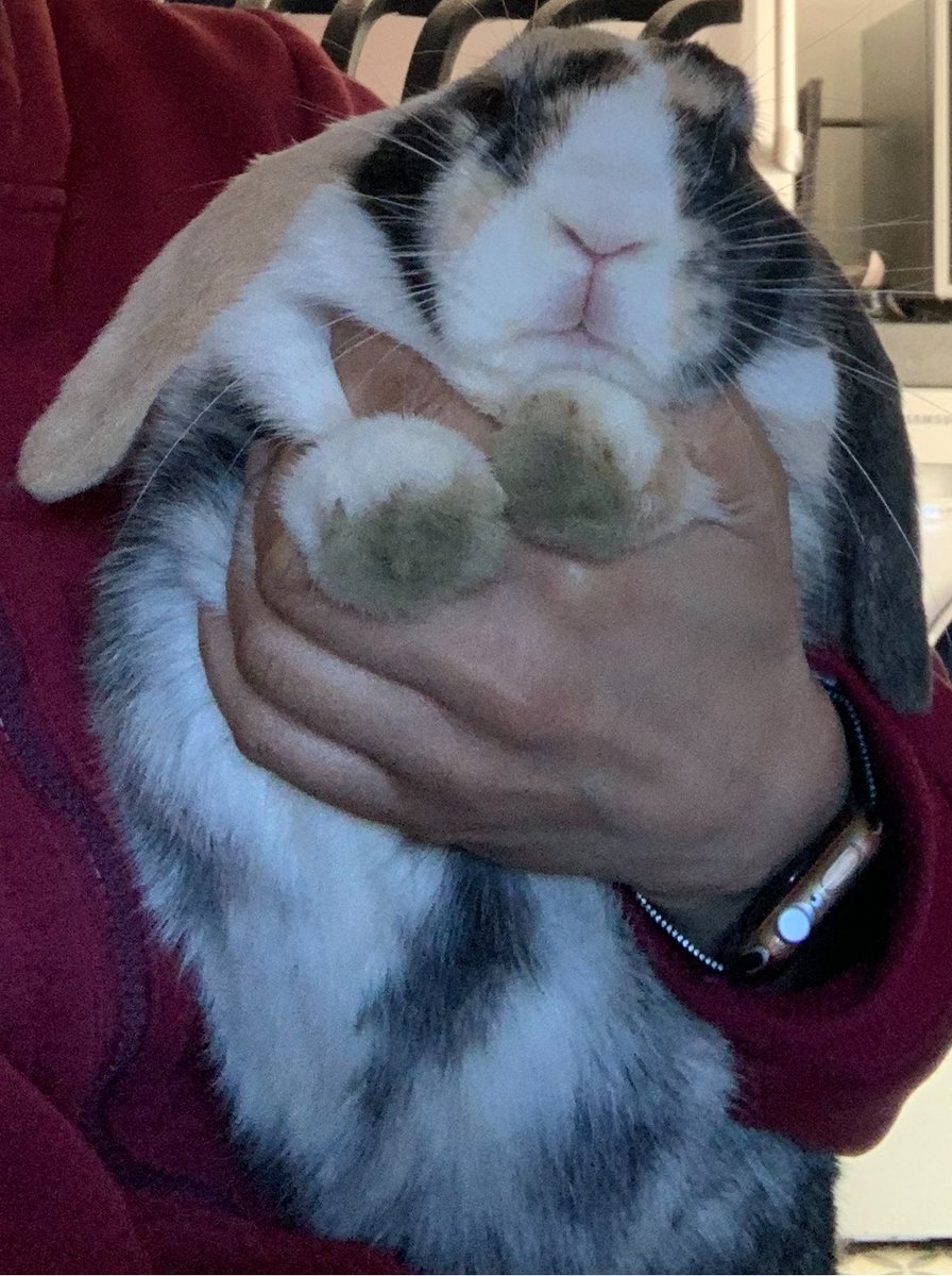Hop2saverabbits's tweet photo. Sunday night: one small action before the week begins.
Read our Ireland strategy submission (rabbits & hares) — then add your name to the petition.
https://t.co/f3K45bYjH7
Sign + RT.
Petition: https://t.co/MCd4rwRi1b
#HoptoSaveRabbits