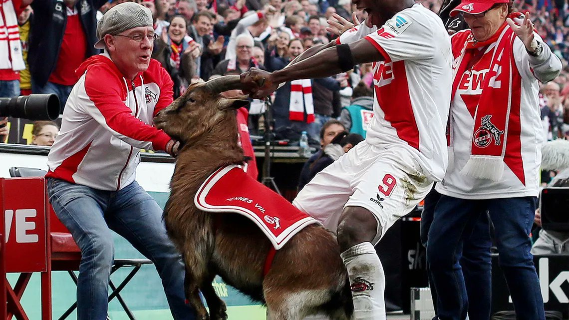 🐐 1.FC Köln'ün maskotu olan o meşhur keçinin hikayesinin nereden çıktığını, nasıl bu kadar popüler hale geldiğini hiç merak ettiniz mi?

🤡 Keçi, 1950 yılında yani kulüp kurulduktan 2 yıl sonra, bir karnaval sırasında sirk müdürü tarafınfan kulübe uğur getirmesi için hediye