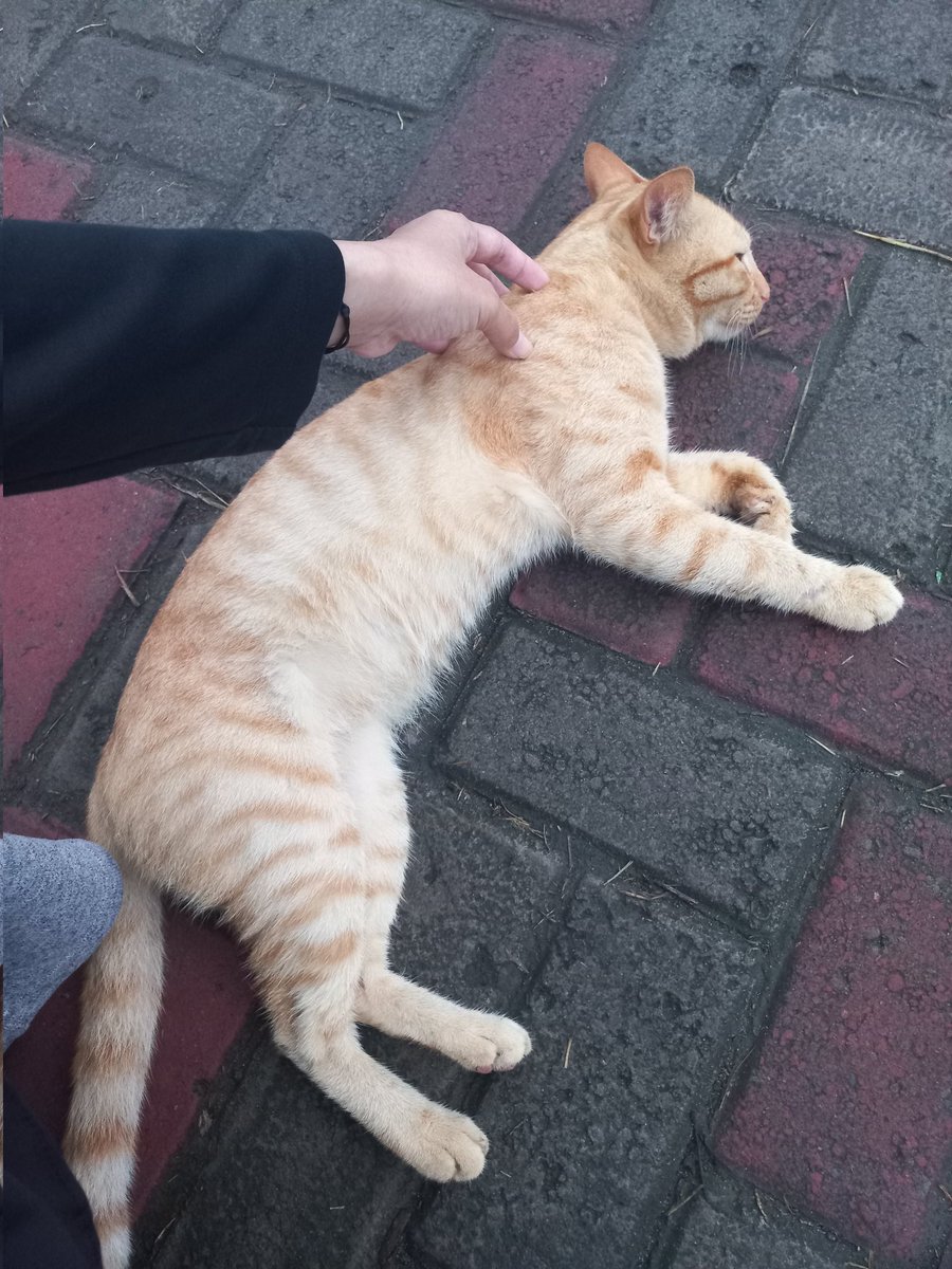 Oren <a href="/MrBobSuperSeru/">Mr.Bob Kampung Inggris</a>