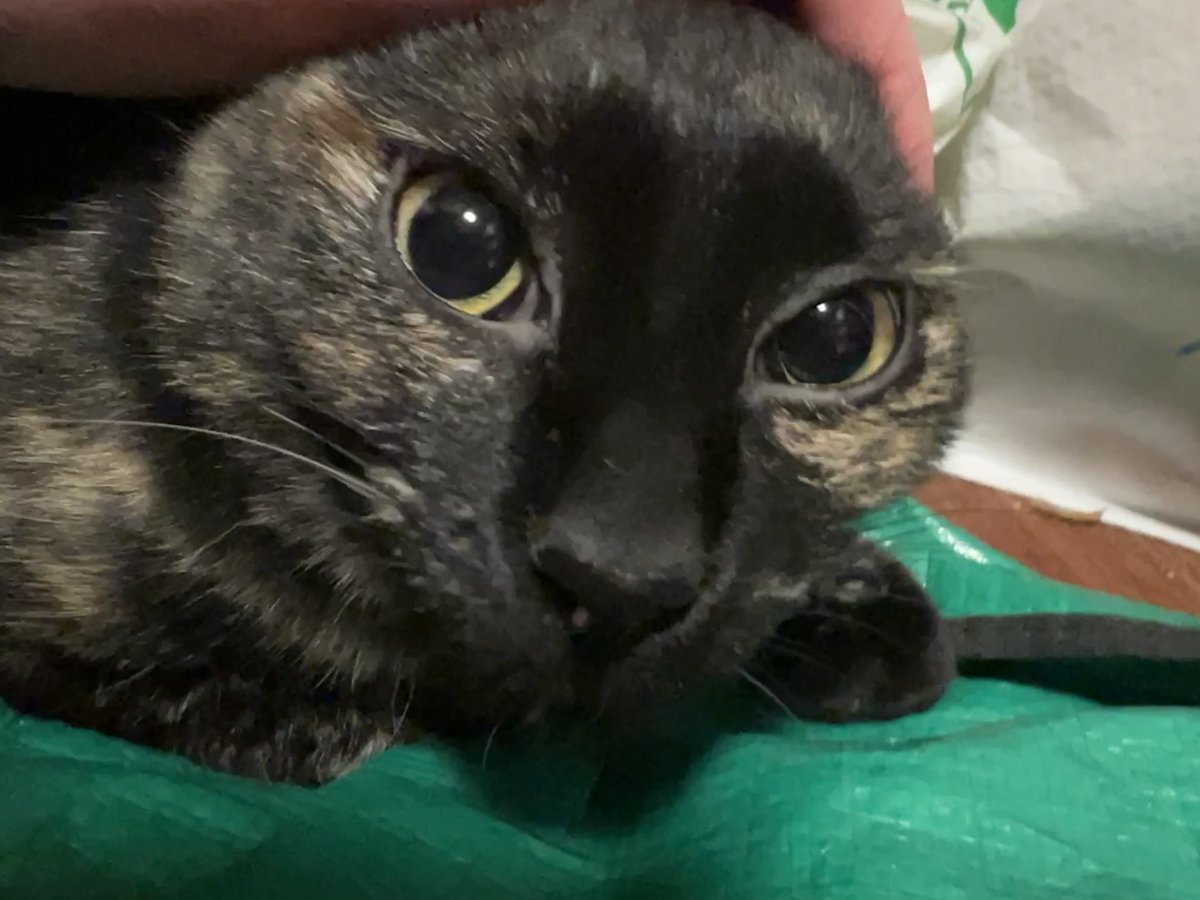 ilovkatz's tweet photo. hello hello hello hello hello hello #Hello https://t.co/GKngt3QdMq