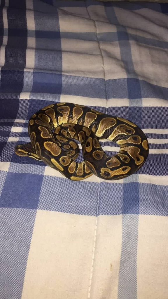 Big Boys Purchase,,🥳
My New Pet..