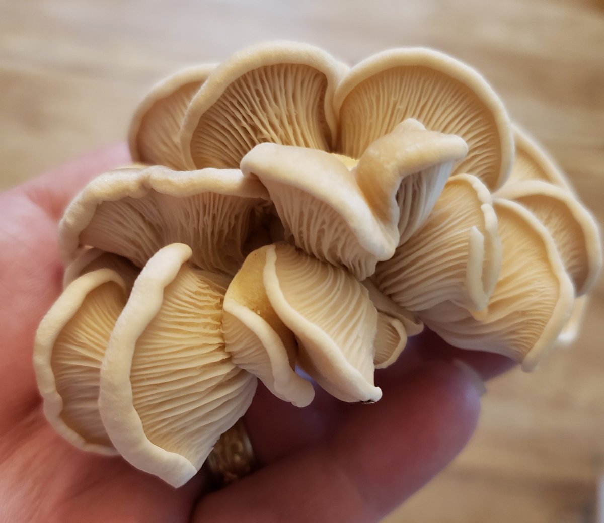 I cloned and grew out some native Pleurotus (oyster) mushrooms found in Salem, Oregon.