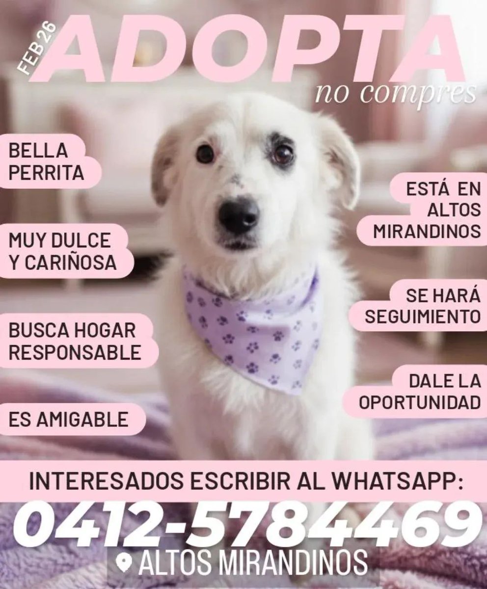 Buscando un hogar responsable para esta princesa