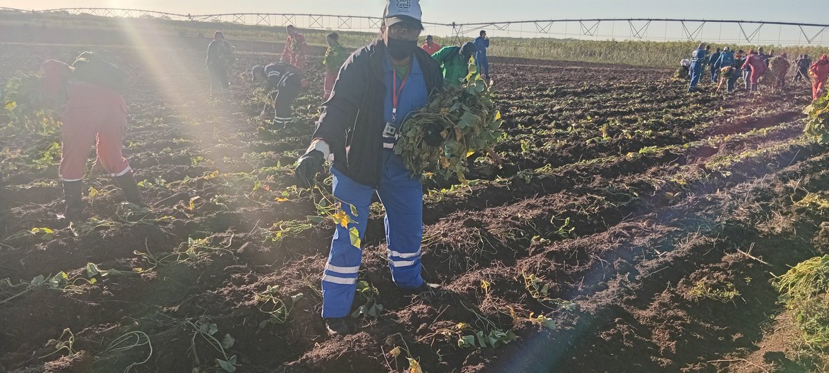 “Aquí el surco no entiende de géneros, entiende de compromiso”.¡ Las pretoleras presentes en la finca de Refinería Cienfuegos S.A.!
#PetrolerosPorCuba 
#SoberaníaAlimentaria 
#RefineríaCienfuegos