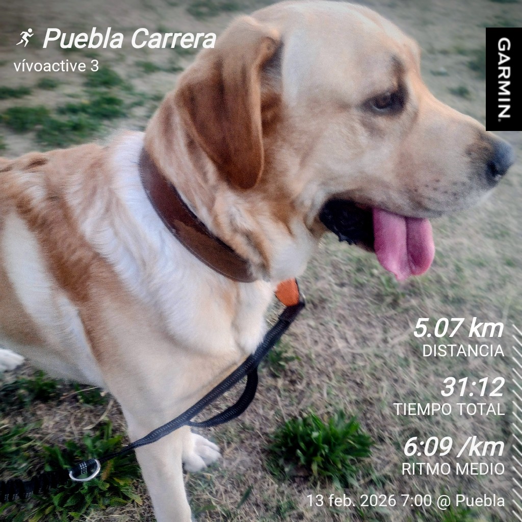 Al ritmo Roly 🐾🐶 #FelizViernesATodos #SumandoKMx #MeEncantaCorrer <a href="/Comunirunners/">Comunirunners</a> <a href="/ManicomioRunner/">Manicomio Runner \m/ 🤪 \m/</a> <a href="/MeEncantaCorrer/">Me Encanta Correr</a>