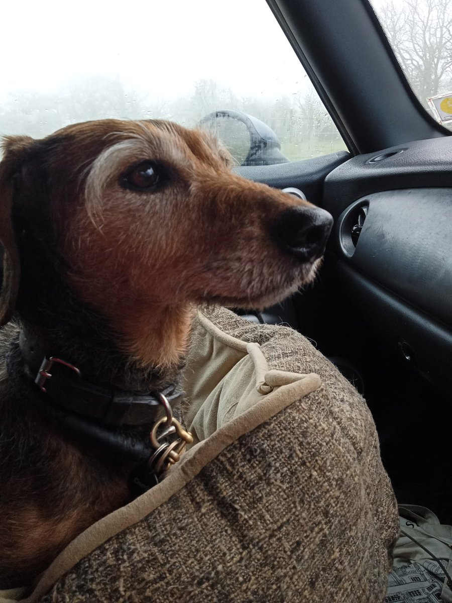 lucyinglis tweet media